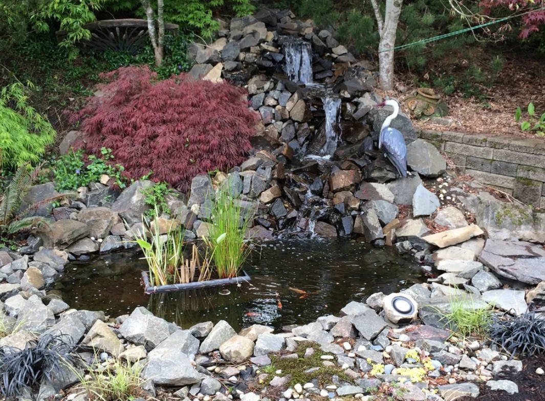 DIY Backyard Pond and Waterfall.jpg